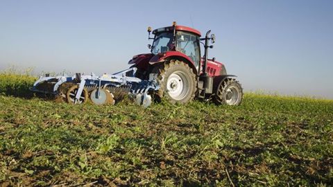 Un couvert bien développé est plus facile à détruire qu’un petit couvert. (©Arvalis-institut du végétal)