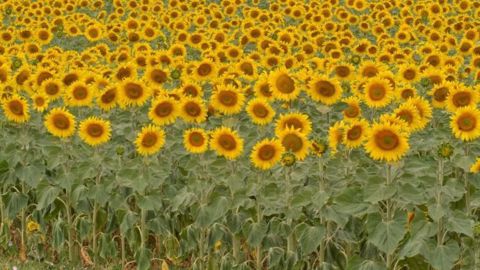 En dépit des dégâts d'oiseaux, la culture du tournesol confirme son intérêt dans les assolements. (©L.Jung/Terres Inovia) En dépit des dégâts d'oiseaux, la culture du tournesol confirme son intérêt dans les assolements. (©L.Jung/Terres Inovia)