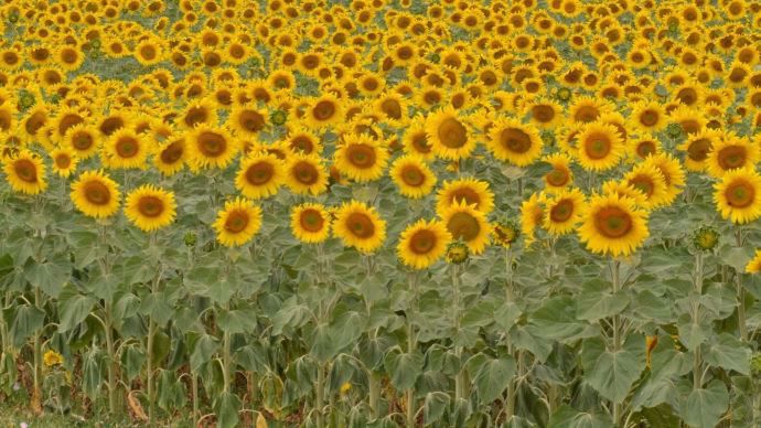 Tournesol