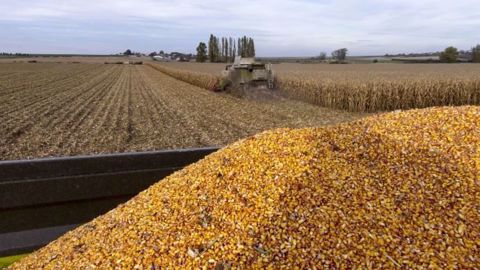 Le rendement moyen 2017 en maïs grain devrait s'élever à 103 q/ha selon Arvalis-Institut du végétal, soit le troisième meilleur rendement de ces dernières années. (©Terre-net Média)