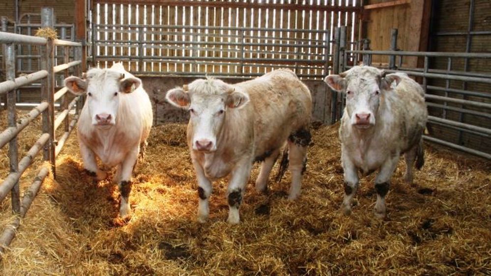 Le projet WelHBeef va combiner des pistes de solution pour pré-conditionner les broutards à l'engraissement et ainsi réduire les troubles respiratoires. (©Terre-net Média)