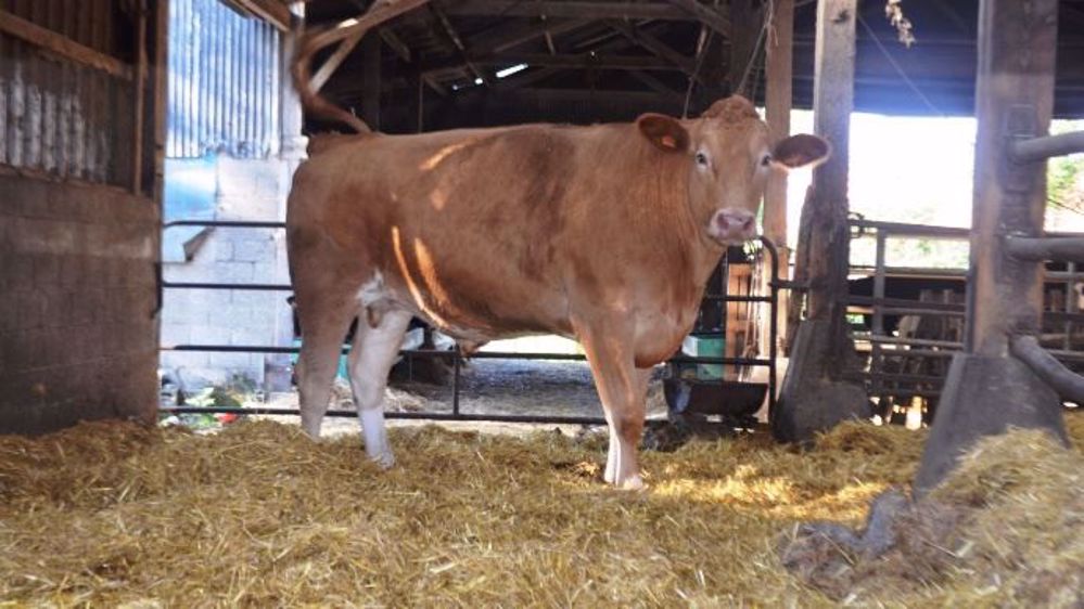 La création d'un index de synthèse permettrait d'évaluer l'impact économique des mutations génétiques et de gérer au mieux les accouplements pour réduire les anomalies. (©Terre-net média)