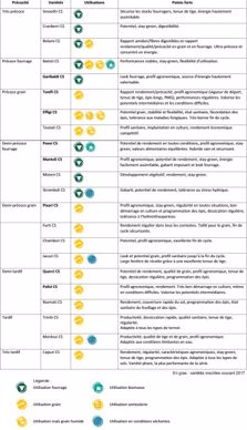 Variétés de maïs Caussade Semences 