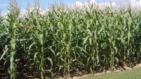 Les estimations de production de maïs cette année culminent à 14,57 milliards de boisseaux et le rendement anticipé est « à un niveau record » de 175,4 boisseaux par acre. (©Terre-net Média)