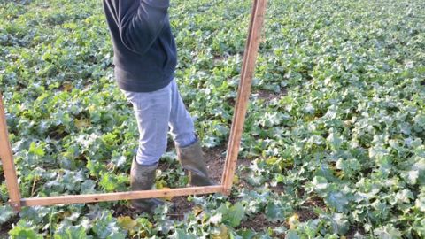 Les prélèvements sont à réaliser en plaçant un cadre en travers des rangs. (©Terre-net Média)