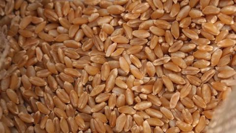 En blé dur, les bons rendements ont largement compensé la baisse de 5 % des surfaces par rapport à 2016 (©Terre-net Média)