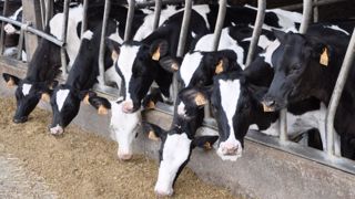 Réduire l'astreinte sur l'élevage des veaux et des génisses passe par l'alimentation : un seul repas de lait/jour pour les veaux et trois affouragements des génisses/semaine. (©Terre-net Média) Réduire l'astreinte sur l'élevage des veaux et des génisses passe par l'alimentation : un seul repas de lait/jour pour les veaux et trois affouragements des génisses/semaine. (©Terre-net Média)