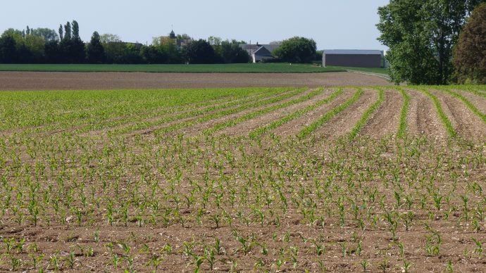 Levée du maïs