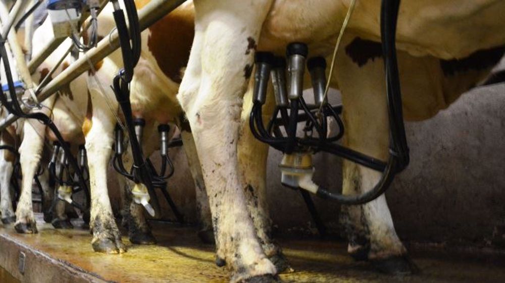 Les éleveurs laitiers doivent définir leurs stratégies pour rendre leur structure plus efficiente et surtout plus résistante. (©Terre-net Média)