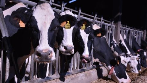 Sodiaal veut mettre en place un label de qualité « en phase avec les nouvelles attentes sociétales », notamment une alimentation non OGM des vaches. (©Terre-net Média)