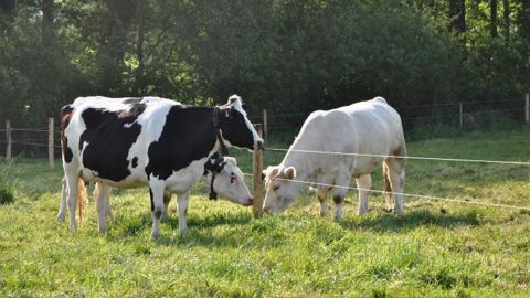 Pour améliorer leur rémunération aux 1 000 litres, les éleveurs doivent faire des choix stratégiques. Cela peut par exemple passer par la valorisation d'une partie des veaux en viande grâce au croisement avec de l'allaitant. (©Terre-net Média)