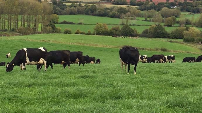 À la Quicke's farm, au Royaume-Uni, le troupeau de 600 Vl est conduit en deux lots afin d'assurer une production laitière constante toute l'année pour la production de cheddar.
