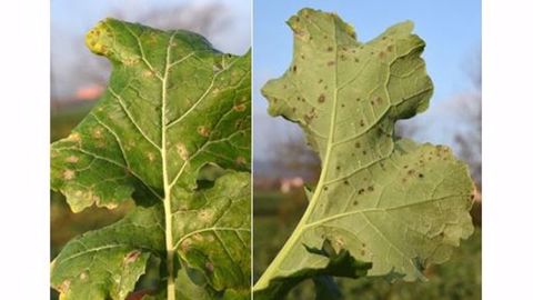 Macules de phoma observées cet automne sur feuilles de colza. (©Terres Inovia)