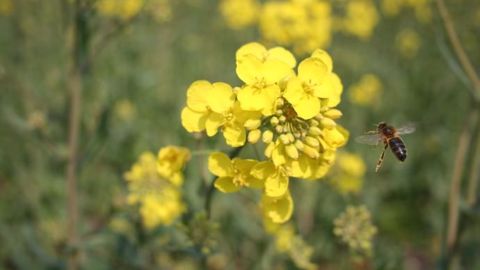 Les producteurs craignent de cultiver du colza en bio, vu comme très technique à mener.  (©Terre-net Média)