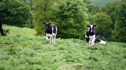 D'après l'Inra, la valeur nutritive de certains arbres pourrait convenir à l'alimentation au pâturage des animaux à l'entretien et à faibles besoins. (©Terre-net Média)