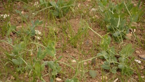 Certaines interventions de désherbage commencent en prélevée du pois. (©Terre net Média)