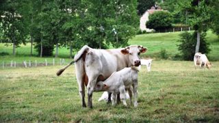 Même en surveillant la tétée du veau allaitant, il est difficile d'estimer la quantité de colostrum qu'il ingère. (©Terre-net Média) Même en surveillant la tétée du veau allaitant, il est difficile d'estimer la quantité de colostrum qu'il ingère. (©Terre-net Média)