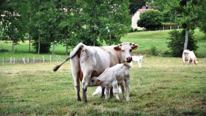 Même en surveillant la tétée du veau allaitant, il est difficile d'estimer la quantité de colostrum qu'il ingère.
