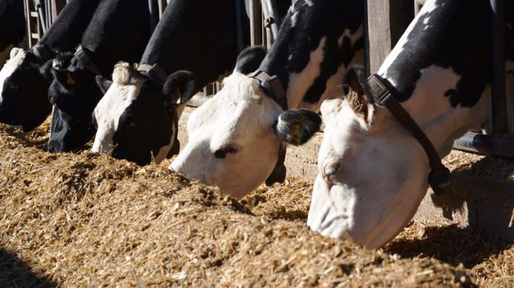 Se tourner vers une filière non OGM avec le remplacement du tourteau de soja par du colza, des fourrages ou des coproduits peut permettre à l'éleveur d'augmenter sa marge de façon non négligeable (©Terre-net Média)