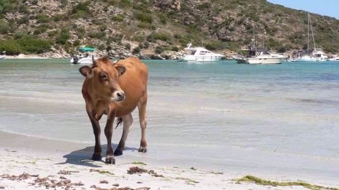 Vache à la plage