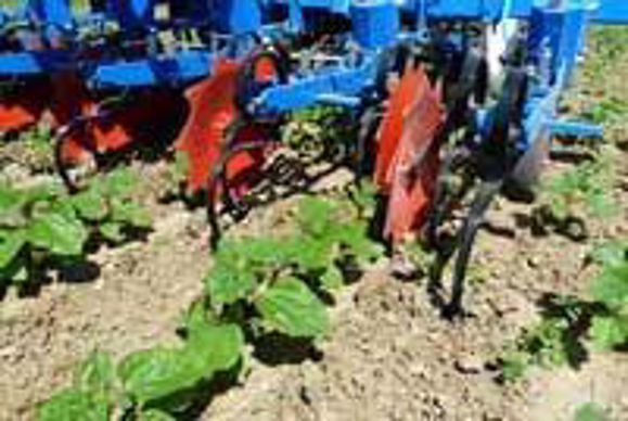 Binage du tournesol