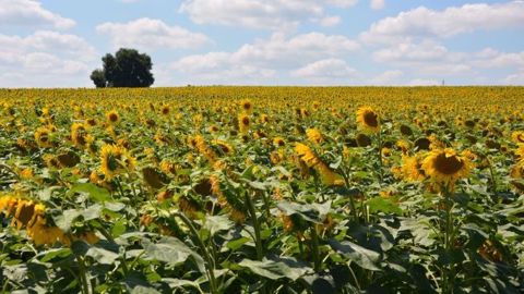 La culture du tournesol, robuste et compétitive, mérite d'être conduite avec attention. (©Terre-net Média) La culture du tournesol, robuste et compétitive, mérite d'être conduite avec attention. (©Terre-net Média)