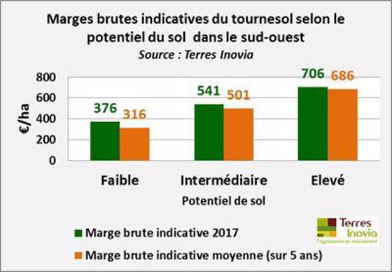 Marge brute du tournesol dans le sud-ouest.