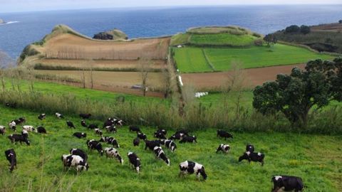 Porté par l'Idele, le projet Dairy-4-Future regroupe cinq pays (Royaume-Uni, Irlande, France, Espagne, Portugal) et a pour objectif de rendre le secteur laitier de l'espace Atlantique plus résilient et durable. (©Sissoupitch/Fotolia)