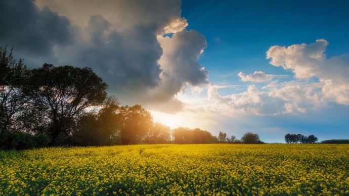 Paysage agricole  