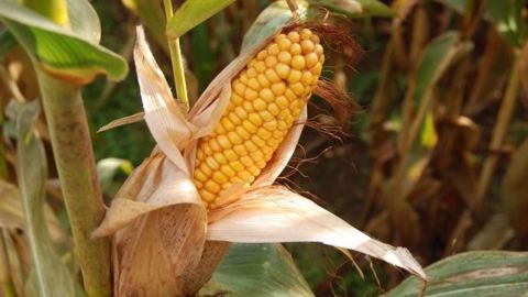 Dans le Mato Grosso au Brésil, « l'abondance de pluies pourrait dans certaines zones empêcher les agriculteurs de semer leur maïs », a indiqué Bill Nelson de Doane Advisory Services. (©Terre-net Média) 