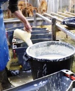 Après fermentation, le lait kéfir devient plus épais