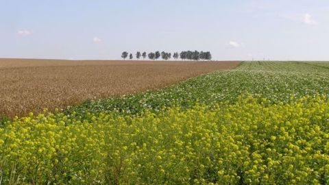 En raison d'un dollar faible les prix du maïs et du blé ont progressé cette semaine. (©Terre-net Média )