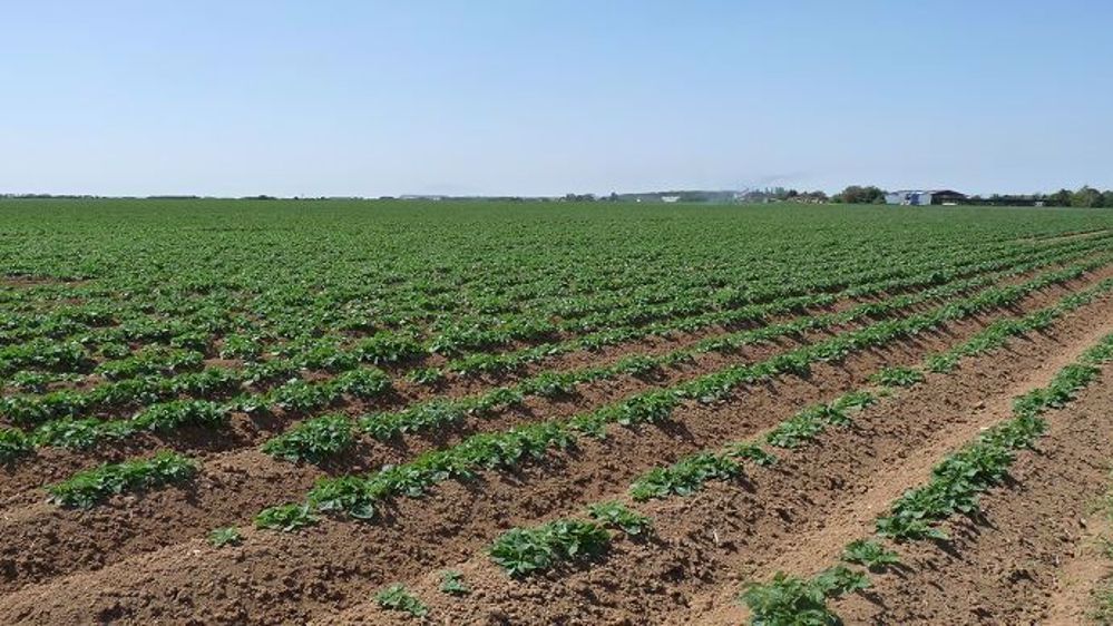 Les trois principales utilisations du cuivre sont contre la tavelure du pommier, le mildiou de la vigne et le mildiou de la pomme de terre. (©Terre-net Média)