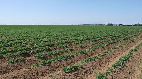 Les trois principales utilisations du cuivre sont contre la tavelure du pommier, le mildiou de la vigne et le mildiou de la pomme de terre. (©Terre-net Média)