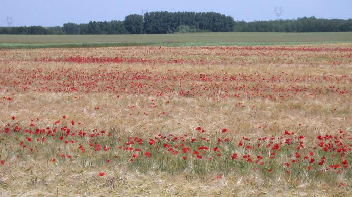 Champ envahi par des coquelicots