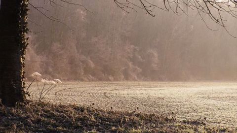  Selon les dernières cartes météo, les températures ne devraient pas descendre en dessous de - 8 °C. (©Terre-net Média)
