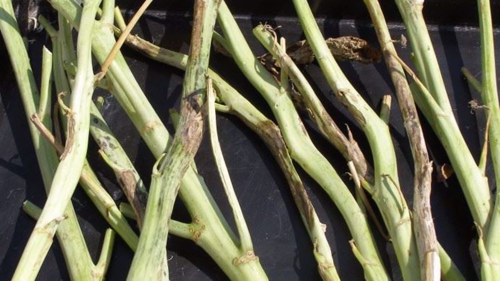  Le charançon de la tige du colza envahit les plantes pour se nourrir et pondre. L'introduction de l'œuf dans la tige provoque une réaction des tissus : la tige se déforme, parfois elle éclate et s'ouvre en longueur. (©Terre-net Média)