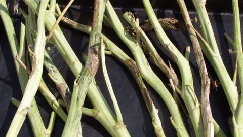 Le charançon de la tige du colza envahit les plantes pour se nourrir et pondre. L'introduction de l'œuf dans la tige provoque une réaction des tissus : la tige se déforme, parfois elle éclate et s'ouvre en longueur. (©Terre-net Média) Le charançon de la tige du colza envahit les plantes pour se nourrir et pondre. L'introduction de l'œuf dans la tige provoque une réaction des tissus : la tige se déforme, parfois elle éclate et s'ouvre en longueur. (©Terre-net Média)