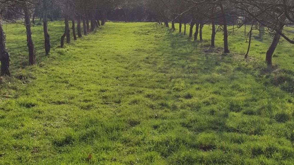 L'entretien mécanique n'est pas forcément nécessaire, la fertilisation est à réfléchir au cas par cas et le déprimage est un plus pour le rendement. (©Terre-net Média)