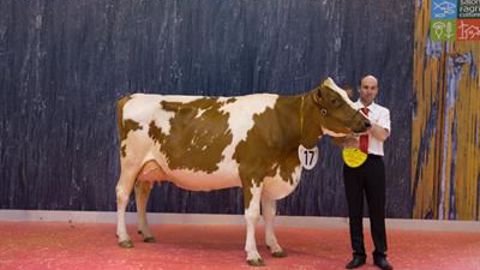 Hortensia, la grande championne Pie Rouge. (©Sia 2018) Hortensia, la grande championne Pie Rouge. (©Sia 2018)