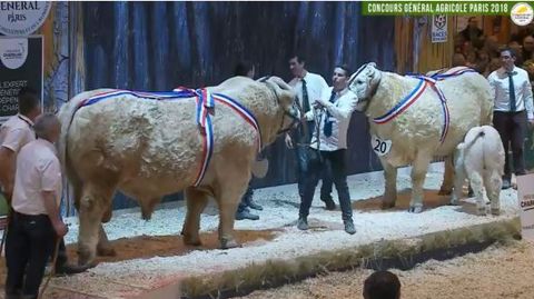Les deux champions de la race charolaise. (©Sia 2018) 