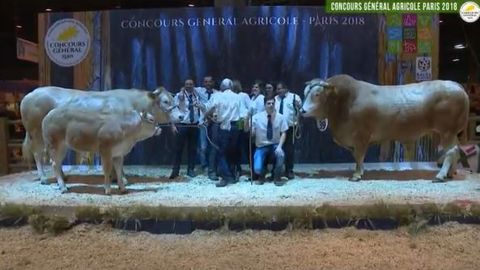 Les deux champions de la race Blonde d'Aquitaine. (©Sia) 