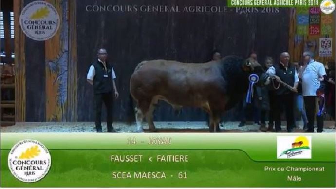 Joyau, le champion mâle de la race parthenaise