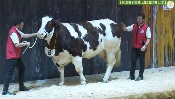 Fleurette championne femelle Rouge des prés