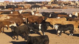 La FNSEA et les JA appellent à manifester ce mercredi, notamment devant les préfectures de régions, « afin de dire non aux accords avec le Mercosur ». (©Fotolia) La FNSEA et les JA appellent à manifester ce mercredi, notamment devant les préfectures de régions, « afin de dire non aux accords avec le Mercosur ». (©Fotolia)