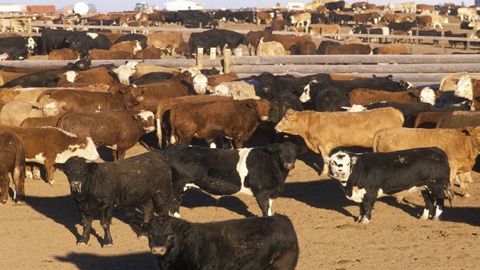 La FNSEA et les JA appellent à manifester ce mercredi, notamment devant les préfectures de régions, « afin de dire non aux accords avec le Mercosur ». (©Fotolia)