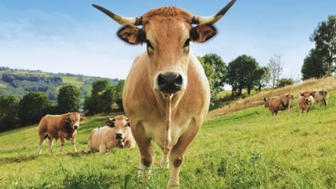 Haute est arrivée avec son veau Olympe à Paris. (©Sia 2018) Haute est arrivée avec son veau Olympe à Paris. (©Sia 2018)