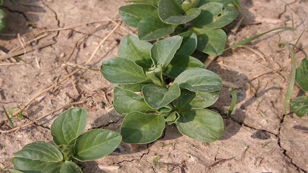 Utilisé à l'origine pour les cultures de maïs et de betterave, le semis de précision tend à se démocratiser pour d'autres espèces grâce à ses nombreuses qualités. (©Terre-net Média)