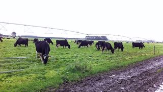Grâce au prix du foncier, à la valeur des parts sociales investies dans la coopérative et du peu d'investissement, les éleveurs néozélandais possèdent un actif qui pèse et se permettent un taux d'endettement important qui pourrait pourtant leur porter préjudice. (©Terre-net Média) Grâce au prix du foncier, à la valeur des parts sociales investies dans la coopérative et du peu d'investissement, les éleveurs néozélandais possèdent un actif qui pèse et se permettent un taux d'endettement important qui pourrait pourtant leur porter préjudice. (©Terre-net Média)