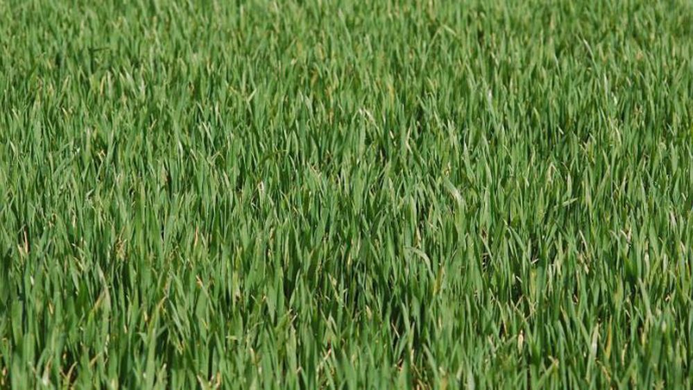 Le stade « épi 1 cm » représente un repère technique pour le raisonnement de plusieurs interventions :  fertilisation azotée, régulateur de croissance, fongicide, etc. (©Arvalis-Institut du végétal)
